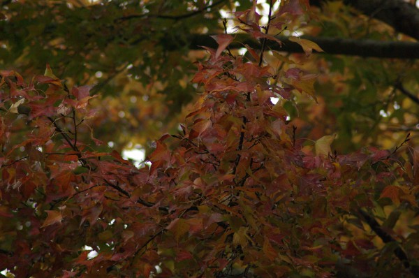 IMGP2809
