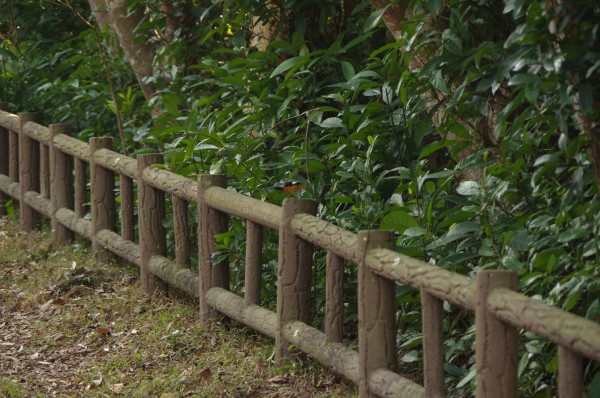 IMGP0408